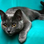 Корат - компаньон