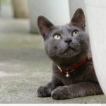 Корат - особенности породы