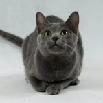 Корат - уход