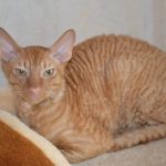 Корнишрекс - интеллигентные кошки