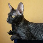 Корнишрекс - необычные кошки