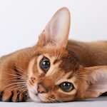 Котенок абиссинской
