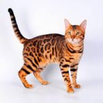 Котенок бенгала