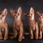 Котята абиссинской