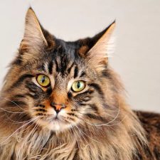 Мейн-кун - большие кошки