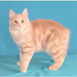Мэнкс -кошки без хвоста