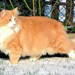 Норвежская лесная кошка - кошка викингов
