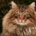 Норвежская лесная кошка - содержание