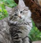 Норвежская лесная кошка - уход