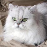 Персидская кошка - описание породы