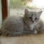 Рагамаффин - уход