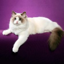 Рэгдолл - кошка-собака