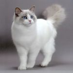 Рэгдолл - котопес