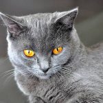 Шартрез - описание породы