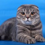 Шотландская вислоухая кошка - особенности породы