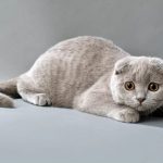Шотландская вислоухая кошка - содержание