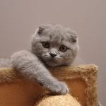 Шотландская вислоухая кошка - уход