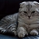 Шотландская вислоухая кошка - забавная порода