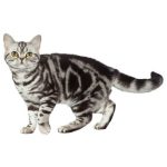 американская короткошерстная содержание