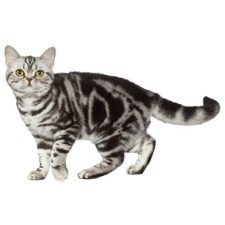американская короткошерстная содержание