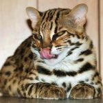 бенгальская кошка облизывается