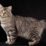 американский бобтейл длинношерстный