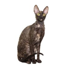корниш-рекс
