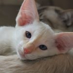 котята балинез и яванез
