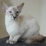 красавец балинез