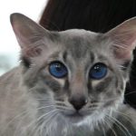 красивые глаза яванской кошик