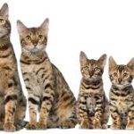 несколько бенгальских кошек