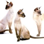 Сиамская кошка