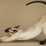 Сиамская кошка