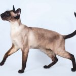 Настоящая сиамская кошка