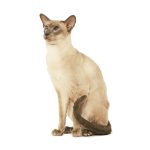 Сиамская кошка