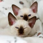 Сиамская кошка
