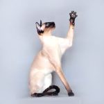 Сиамская кошка