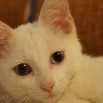 Као-мани - описание породы
