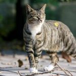 Китайская Ли Хуа - описание породы