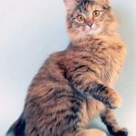 Курильский бобтейл длинношёрстный - особенности породы