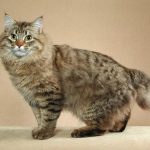 Курильский бобтейл длинношёрстный - уход