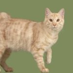 Курильский бобтейл короткошёрстный - особенности породы
