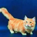 Манчкин длинношёрстный - содержание