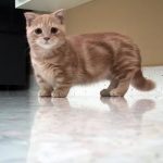Манчкин короткошерстный - любопытная порода