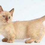 Манчкин короткошерстный - особенности породы