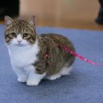 Манчкин короткошерстный - содержание