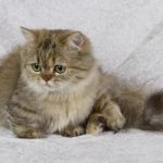 Наполеон - уход
