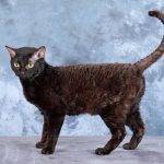 Немецкий рекс - кучерявая кошка