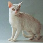 Немецкий рекс - особенности породы