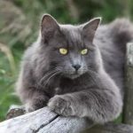 Нибелунг - уход